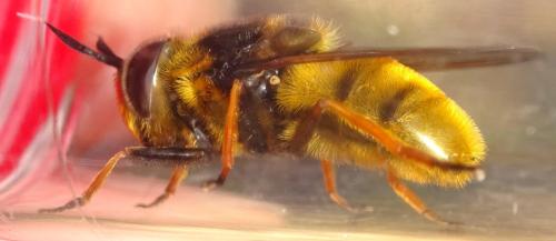 Callicera spinolae